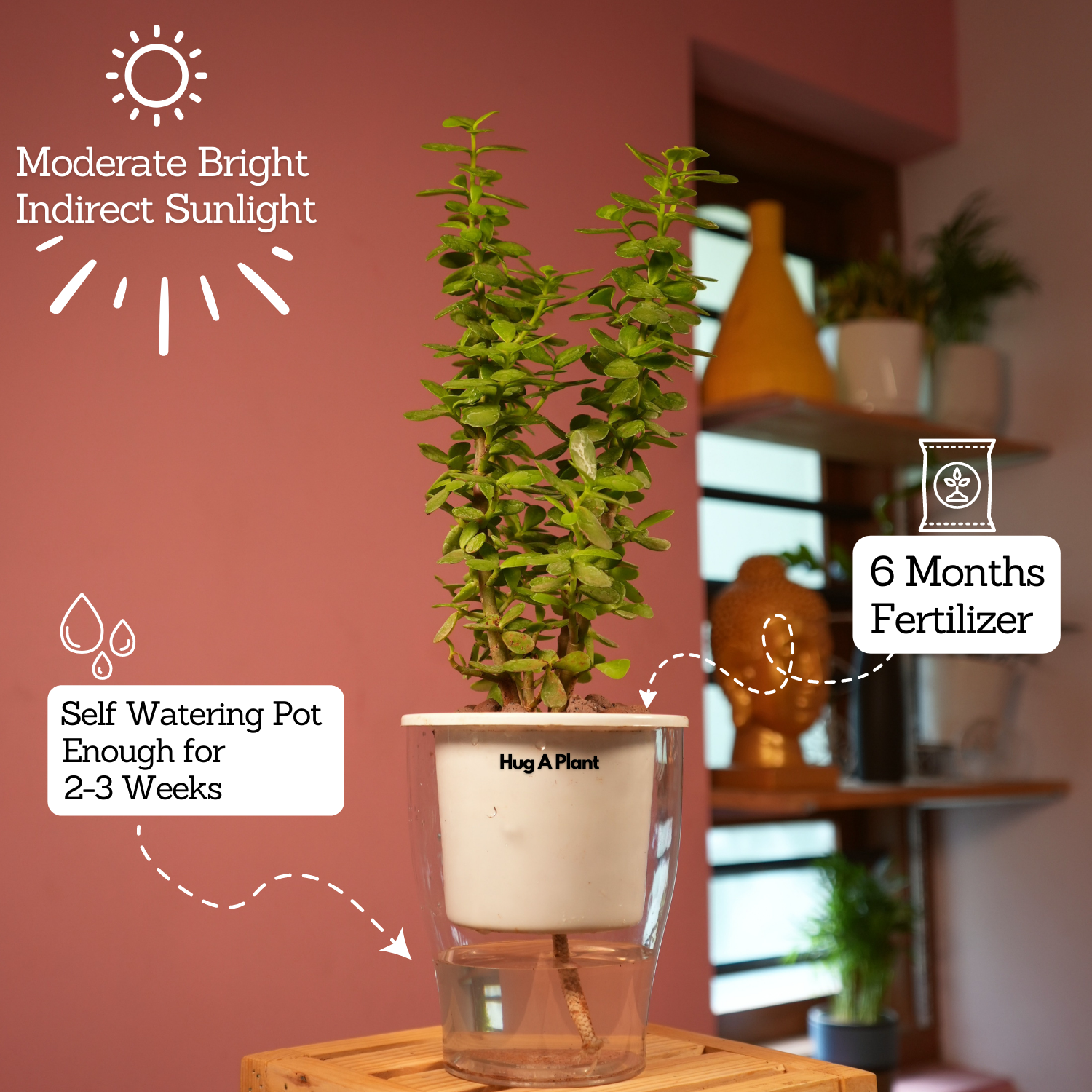 Jade Plant (Crassula Argentea) - Live Plant (With Self-Watering Pot & Plant)
