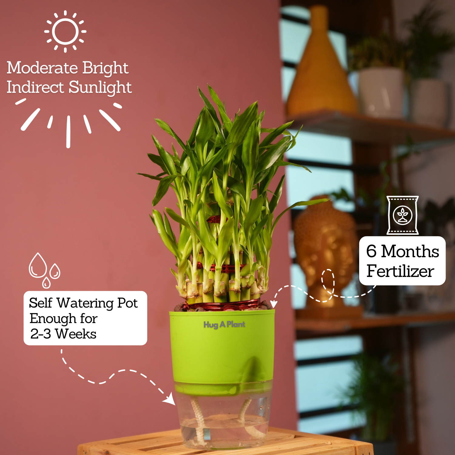 3 Layer Lucky Bamboo - Live Plant (With Self-Watering Pot & Plant)