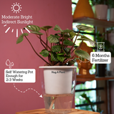 Watermelon Peperomia (Peperomia argyreia) - Live Plant (With 5 Inch Self-Watering Pot & Plant)