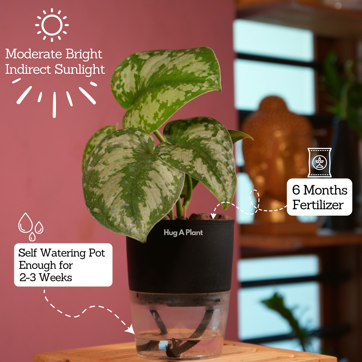 Silver Pictus / Silver Satin Pothos - Live Plant ( 4 Inch With Self-Watering Pot & Plant)