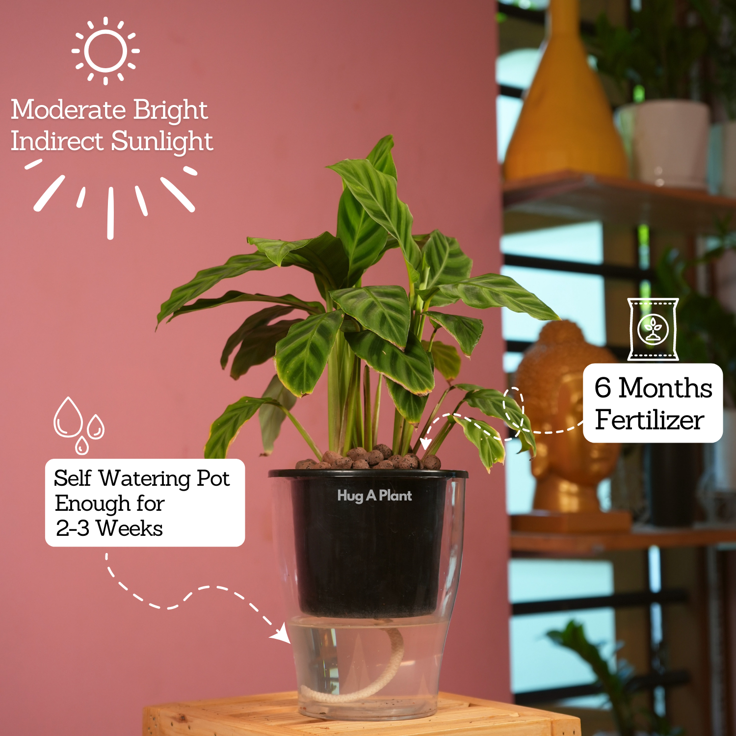 Calathea Zebrina / Zebra Plant - Live Plant (With 5 Inch Self-Watering Pot & Plant)