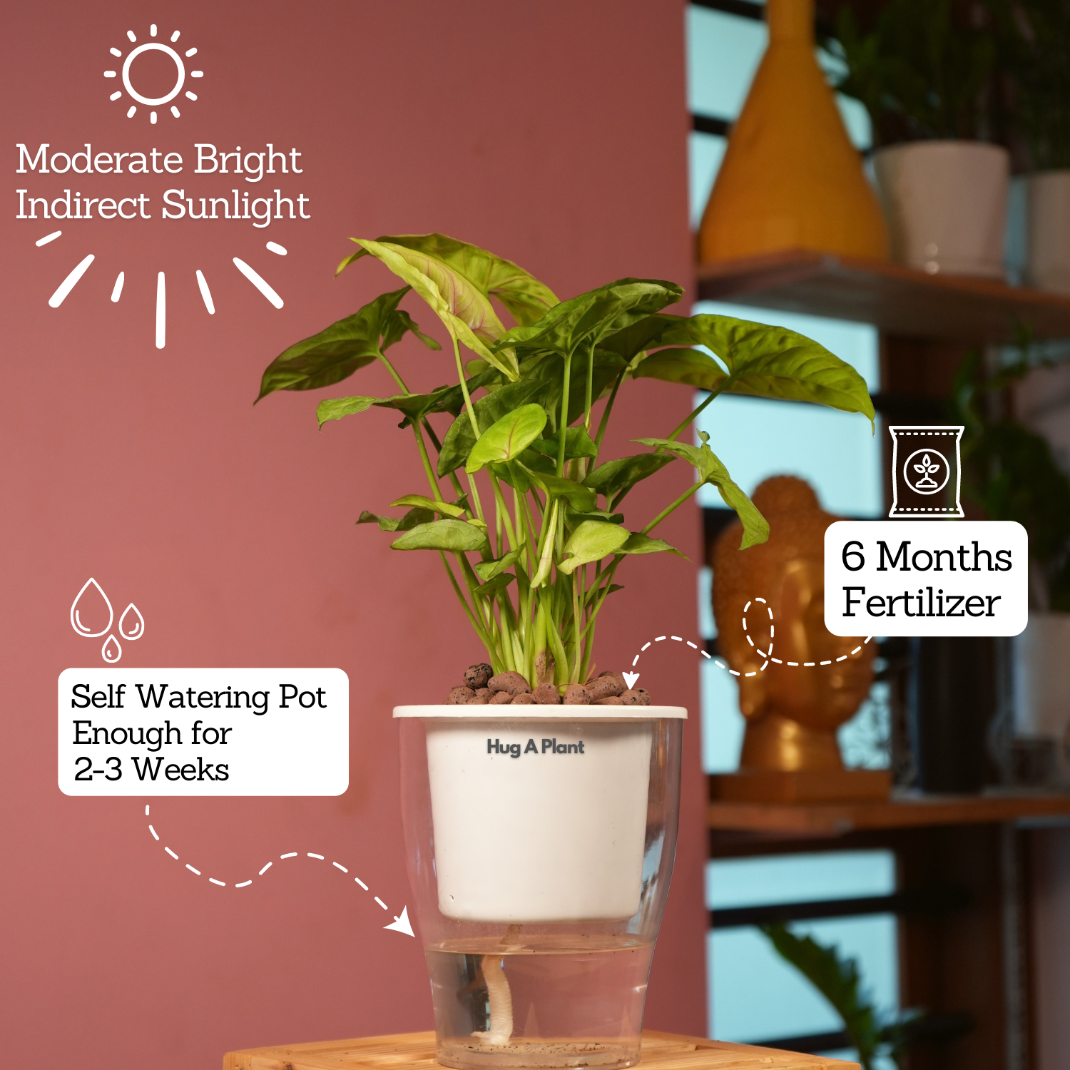 Syngonium Lemon - Live Plant (With 5 Inch Self-Watering Pot & Plant)