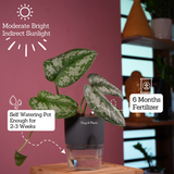 Silver Pictus / Silver Satin Pothos - Live Plant ( 4 Inch With Self-Watering Pot & Plant)