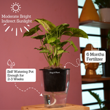 Syngonium Lemon - Live Plant (With 5 Inch Self-Watering Pot & Plant)