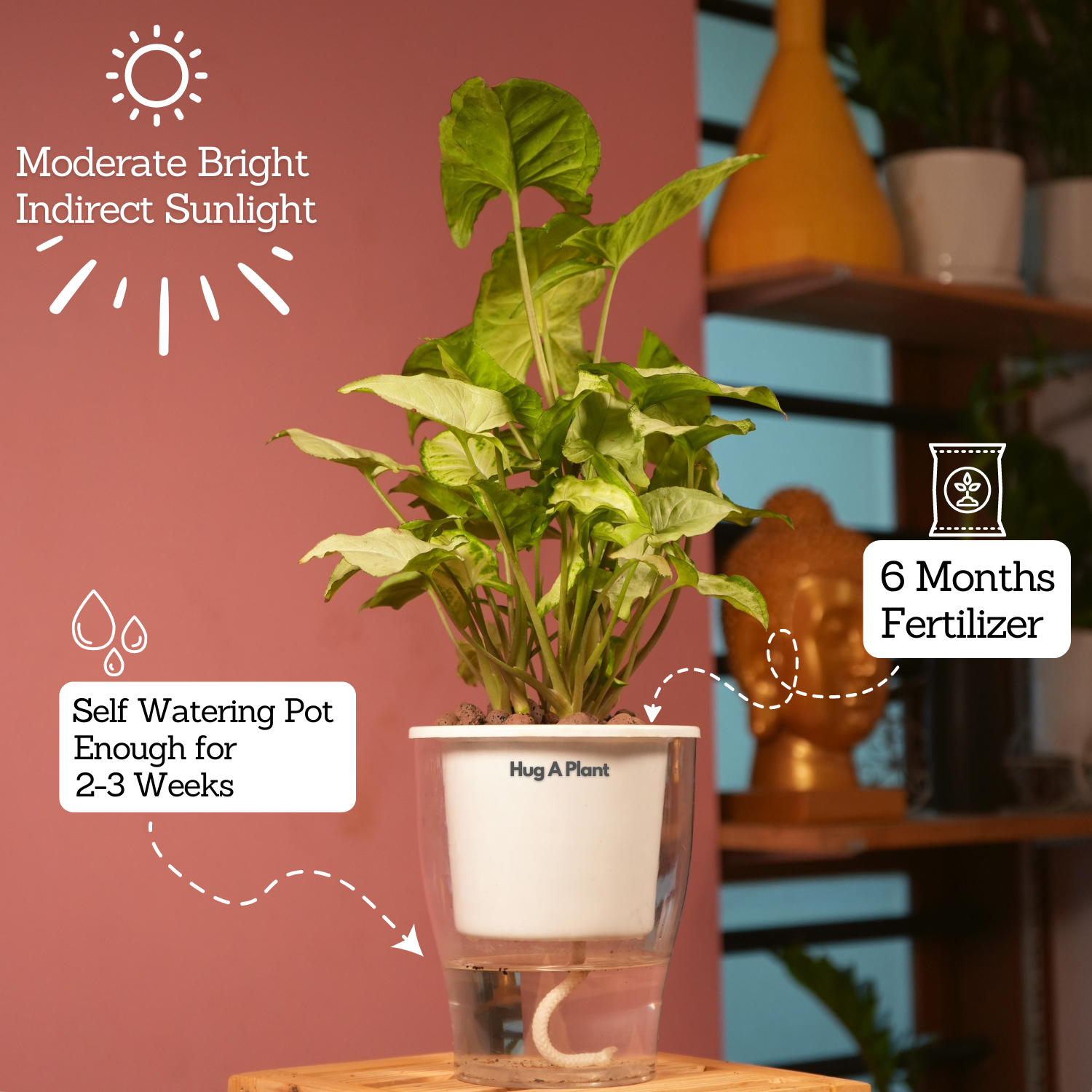 Syngonium White - Live Plant (With 5 Inch Self-Watering Pot & Plant)