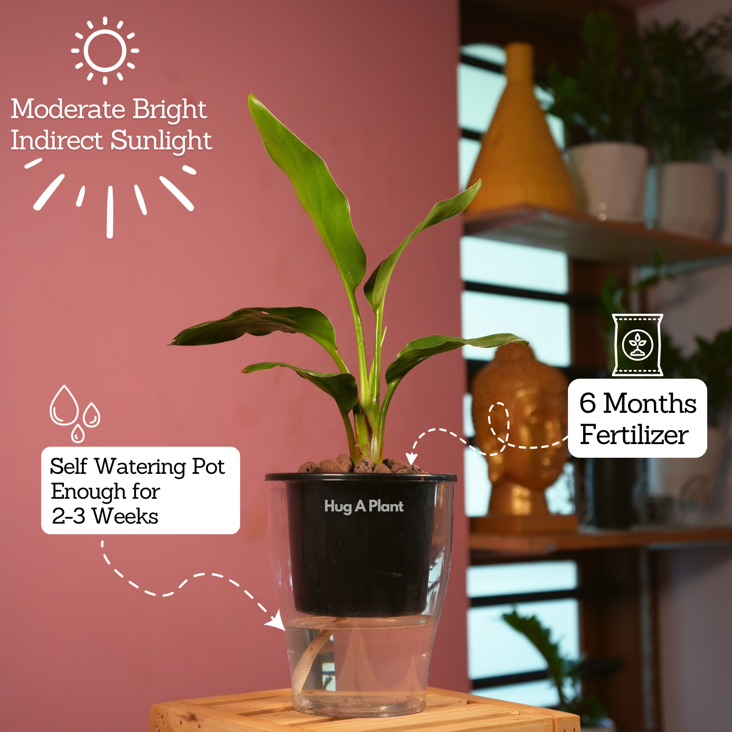 Bird Of Paradise (Strelitzia reginae)- Live Plant (With 5 Inch Self-Watering Pot & Plant)