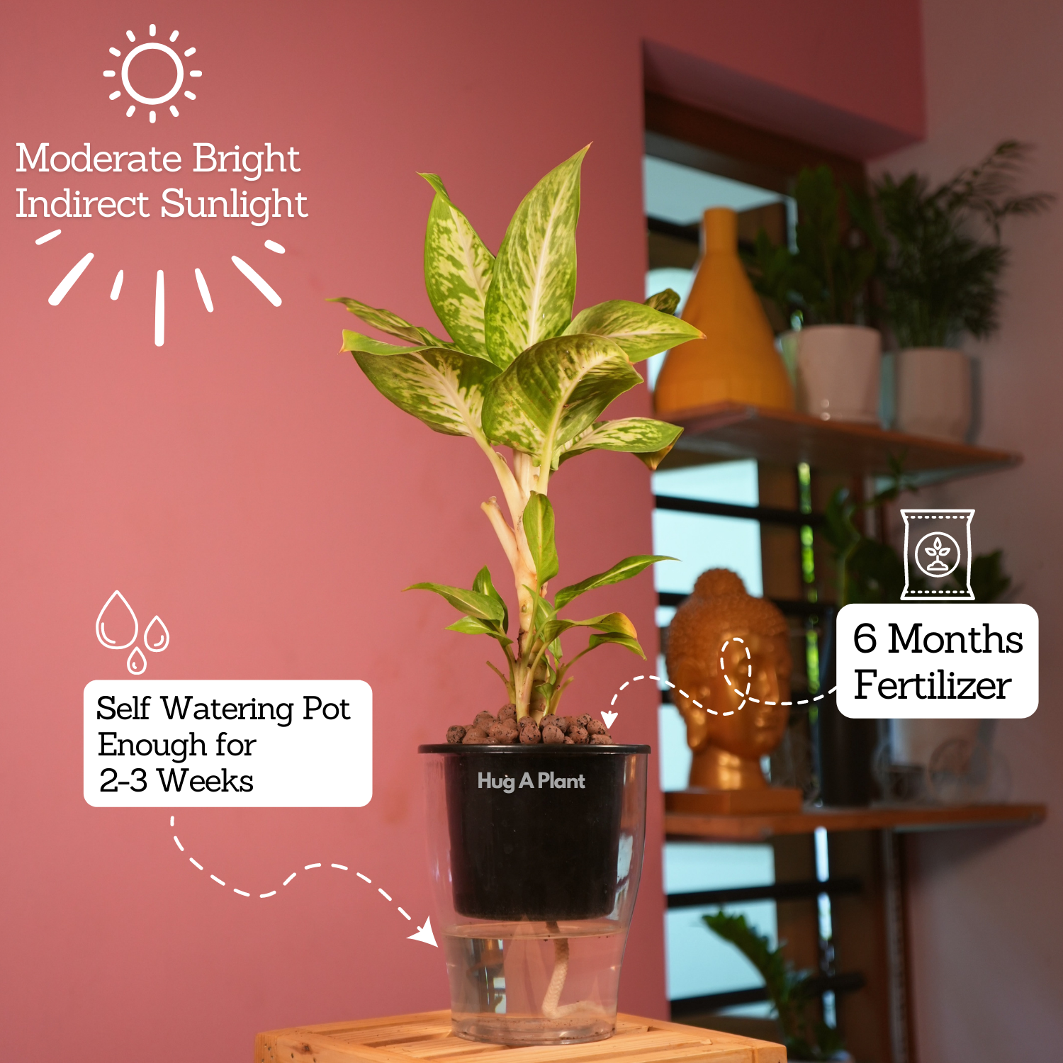 Dieffenbachia Sparkles - Live Plant (With 5 Inch Self-Watering Pot & Plant)