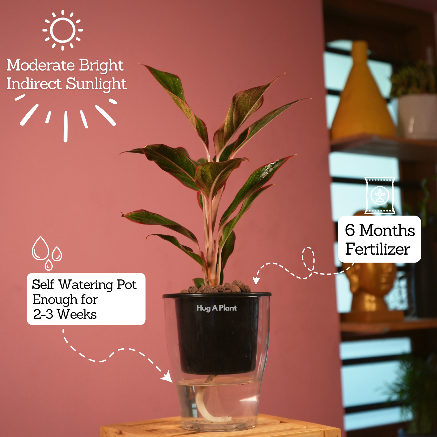 Aglaonema Lipstick - Live Plant (With 5 Inch Self-Watering Pot & Plant)