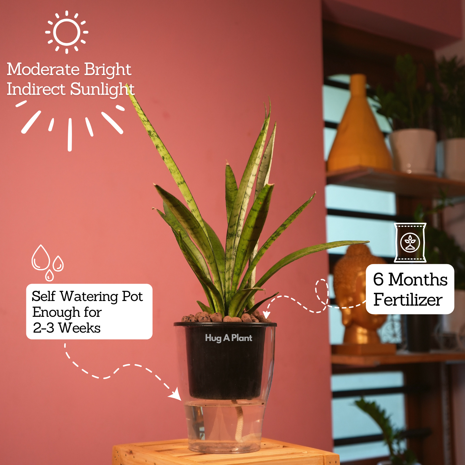 Sansevieria Silver Princess / Snake Plant (Sansevieria trifasciata)- Live Plant (With 5 Inch Self-Watering Pot & Plant)