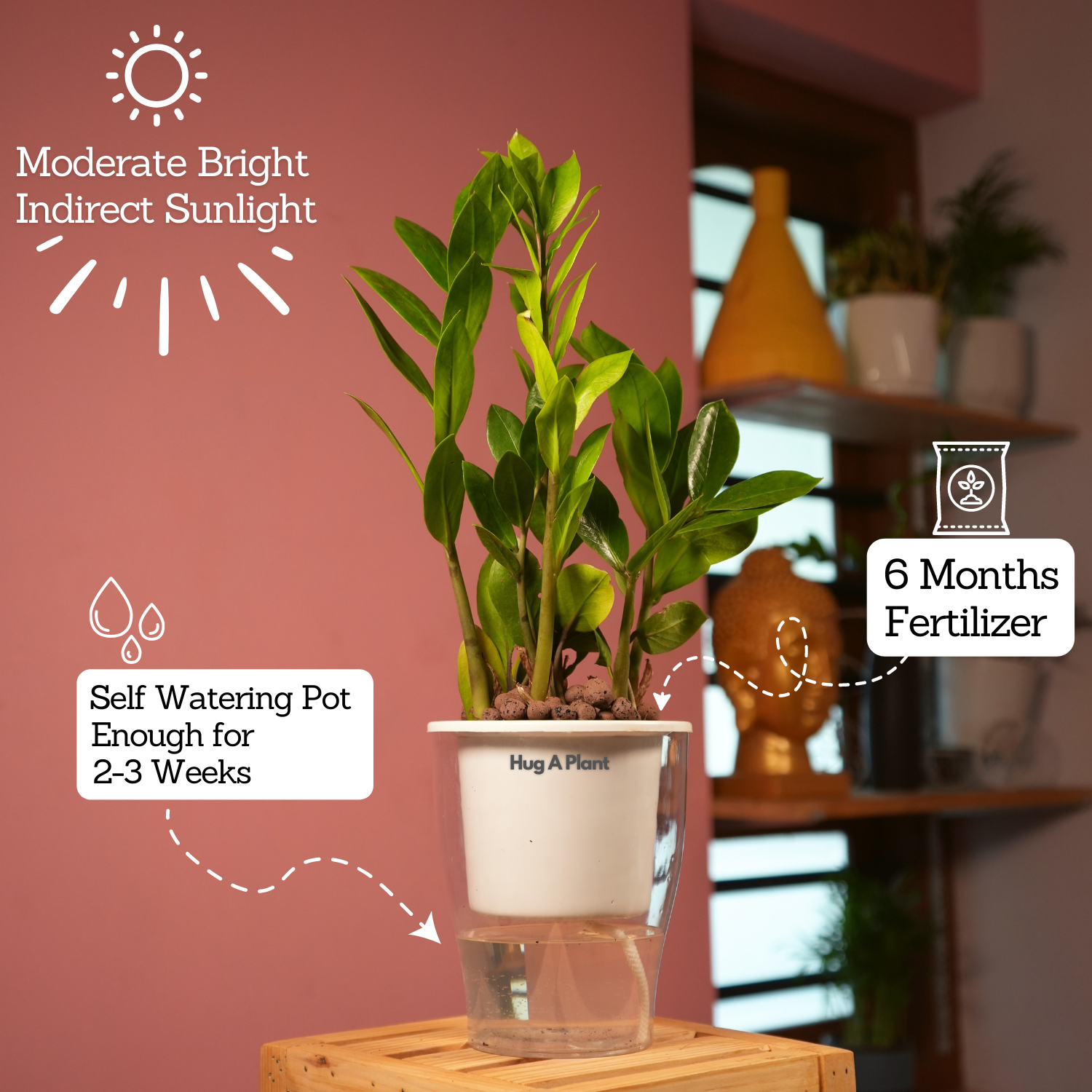 ZZ Plant Green (Zamioculcas zamiifolia) - Live Plant ( With 5 Inch Self-Watering Pot & Plant)