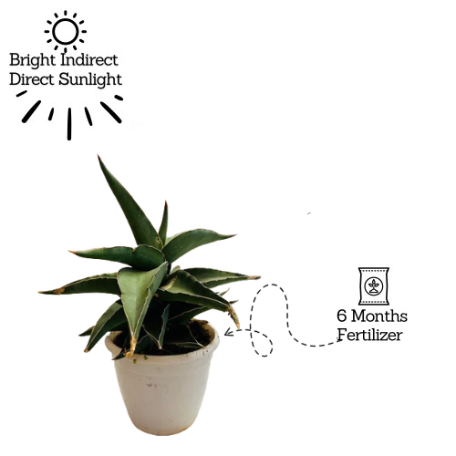 Sansevieria Ehrenbergii - Live Plant (Home & Garden)