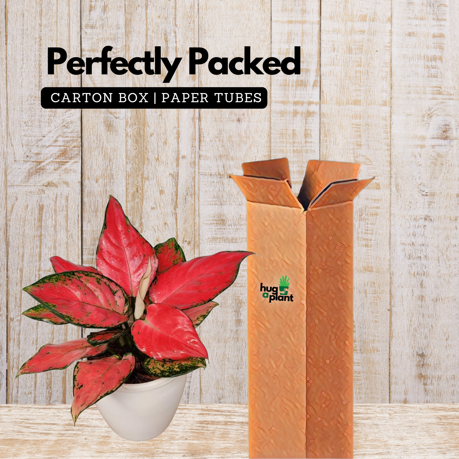 Aglaonema Diamond Red (Aglaonema modestum)Live Plant (Home & Garden)