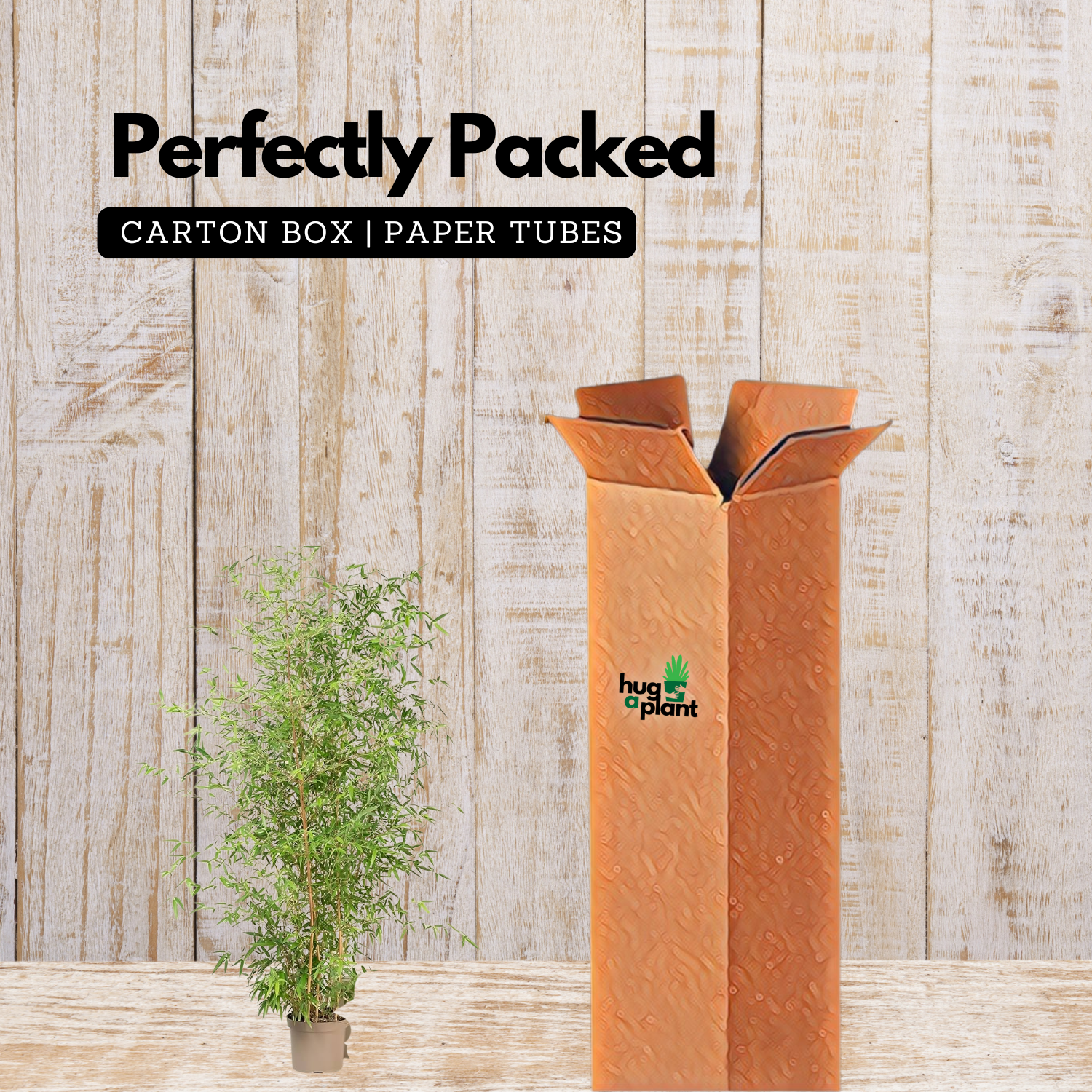 Pencil Bamboo(Bambusa multiplex)Live Plant (Home & Garden)