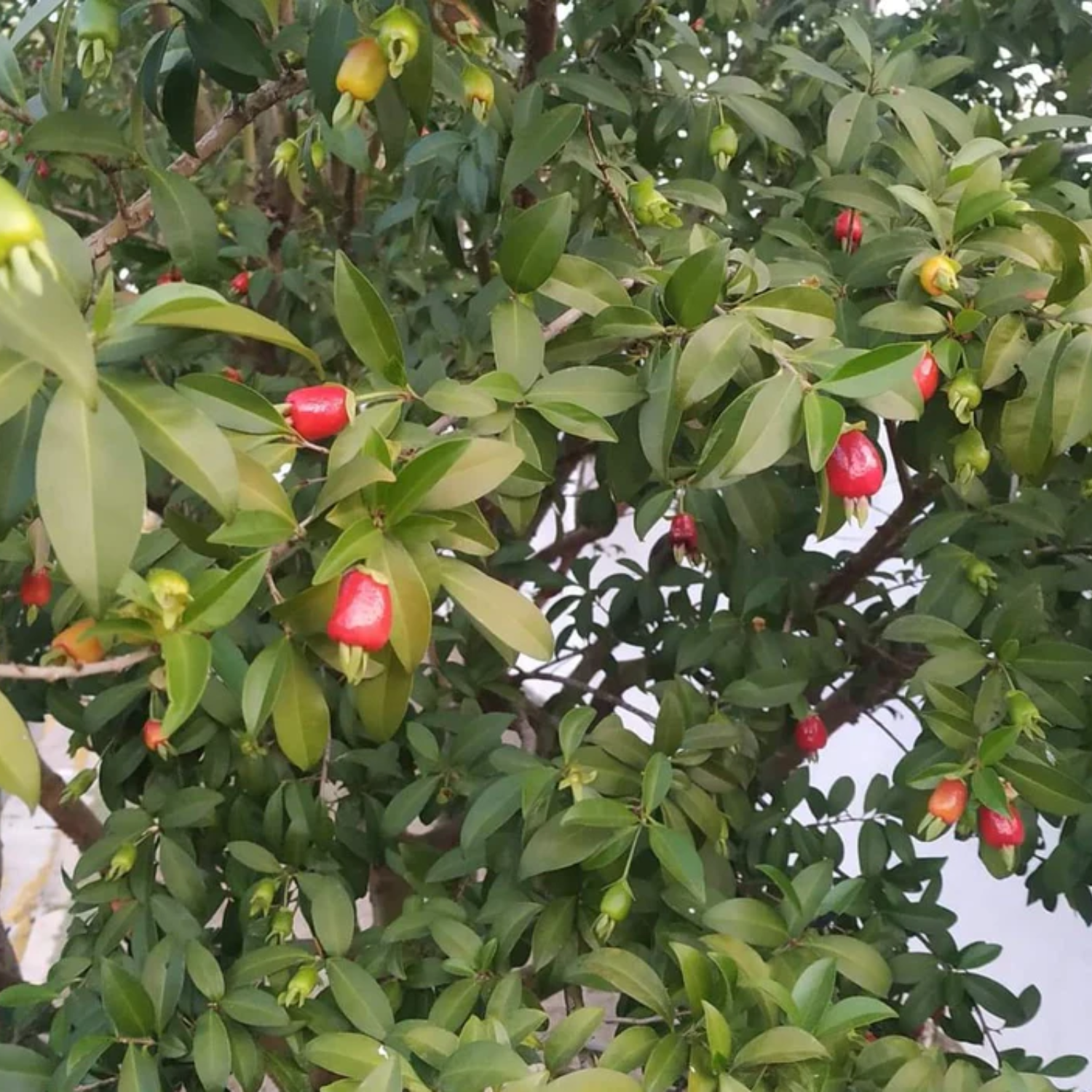 Cherry of De Rio Grande fruit (Eugenia Involucrata) Seedling Fruit Plant (Home & Garden Plants)