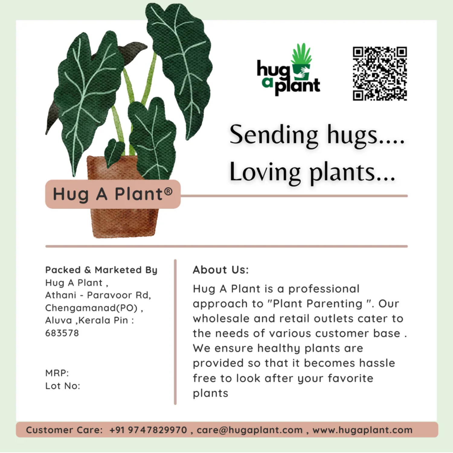 Muthanga (Cyperus rotundus)  Live Plant(Home & Garden)