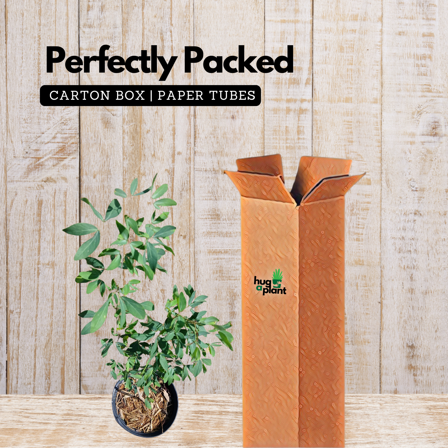 Madras Thorn Plant (Kodukka Puli) Live Plant (Home & Garden)