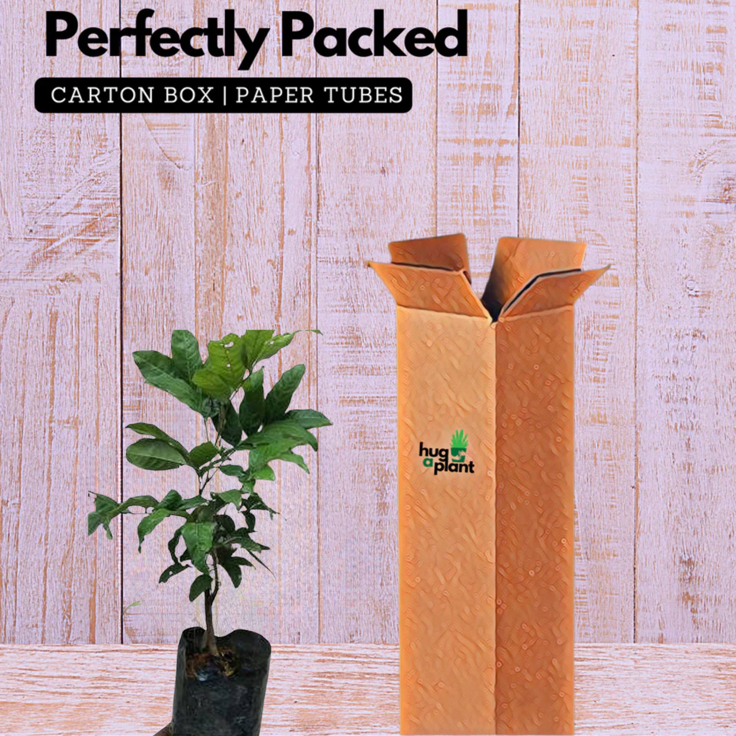 Rambutan School Boy Live Plant (Home & Garden)