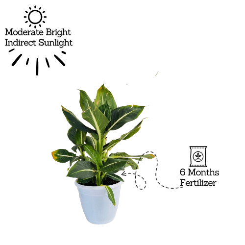 Dieffenbachia Green Magic - Live Plant (Home & Graden)