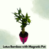 Lotus Bamboo / Lucky Bamboo - Live Plant (With Valencia Magnet Big Pot & Plant)