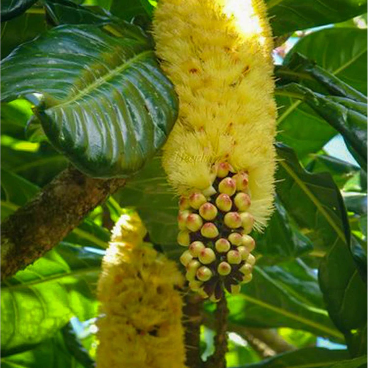 Cut Nut Fruit (Barringtonia Edulis) Seedling Fruit Plant (Home & Garden Plants)