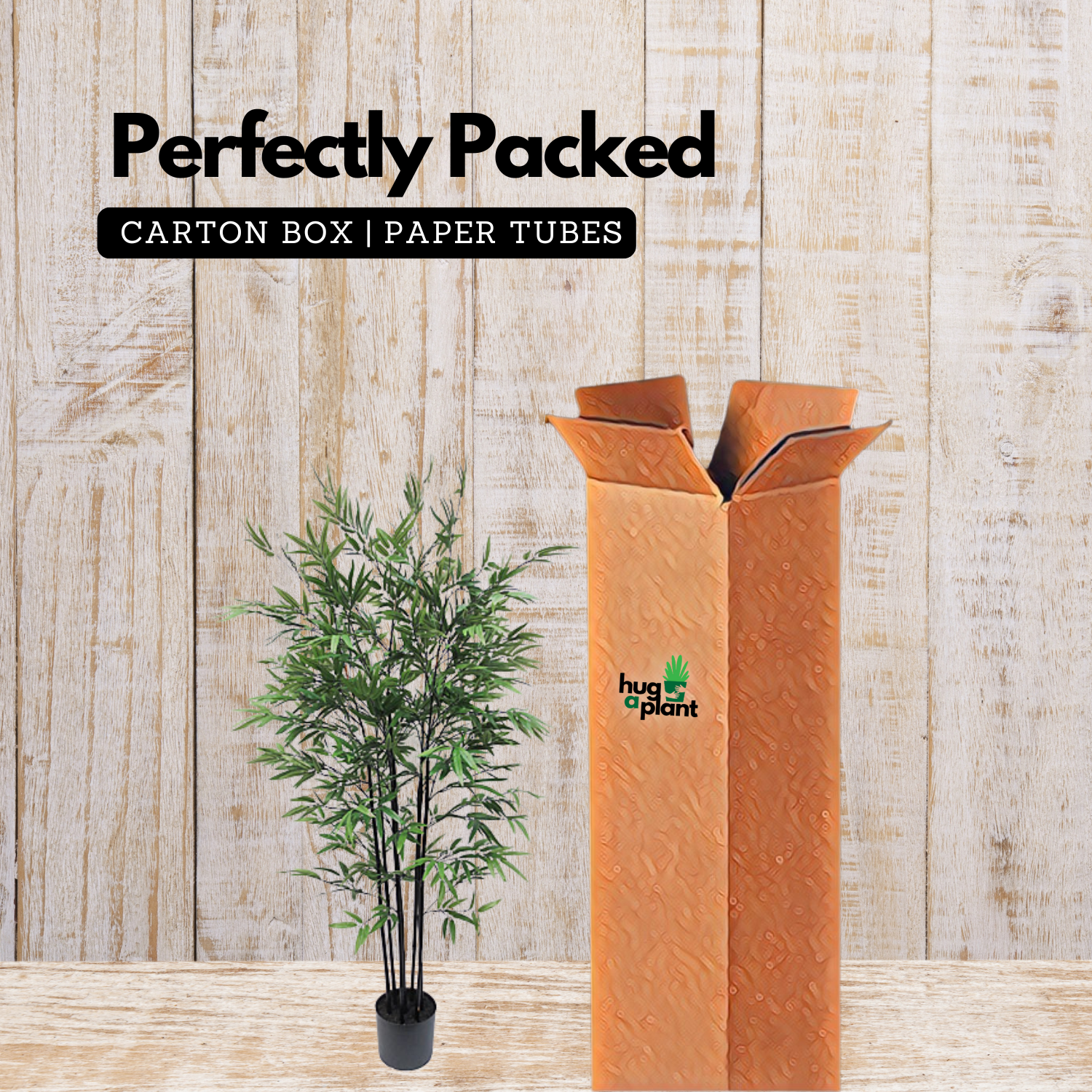 Black Bamboo(Phyllostachys nigra)Live Plant (Home & Garden)