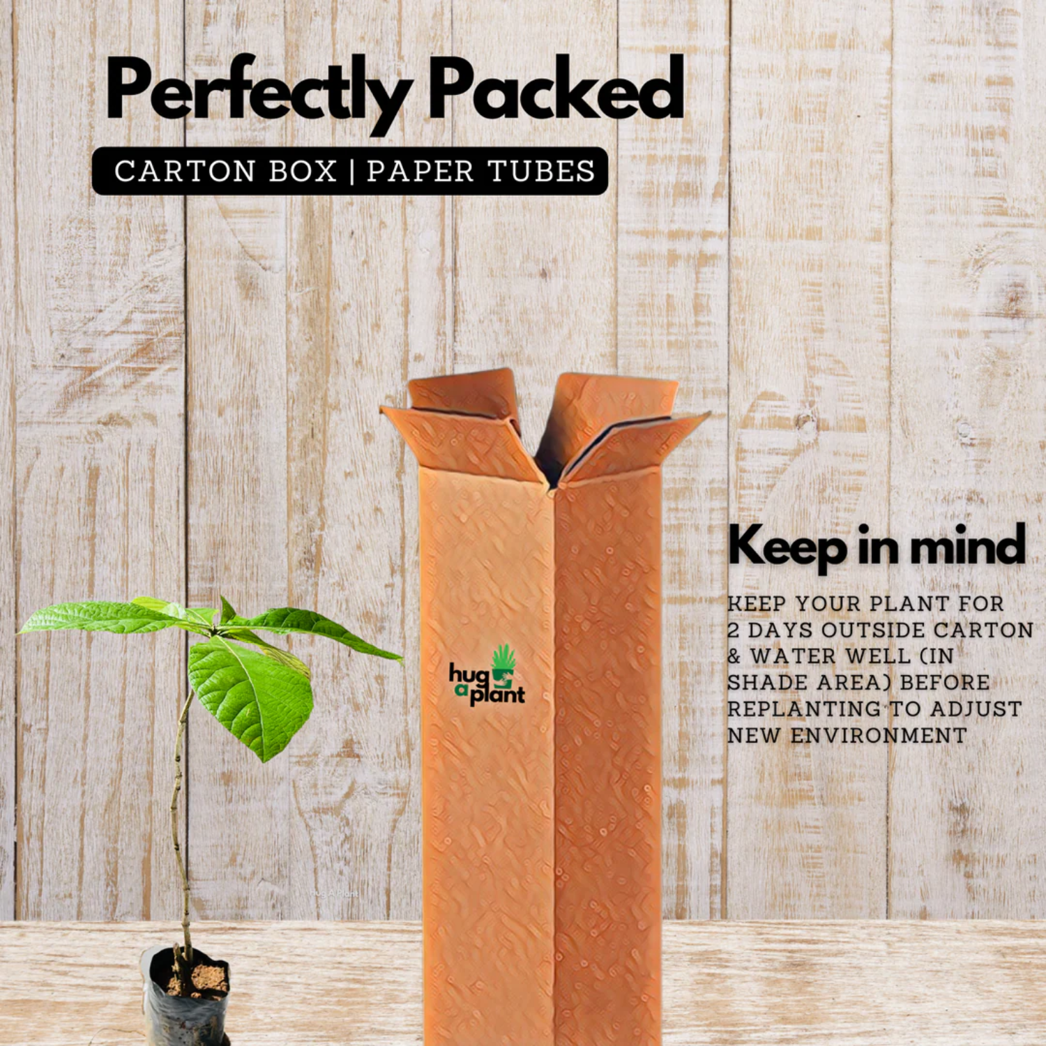 Nilamboor Teak Wood Plant / Sagwan (Tectona grandis) Ornamental Live Plant (Home & Garden)