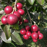 Ruby Longan (Dimocarpus longan) Grafted Fruit Plant (Home & Garden Plants)