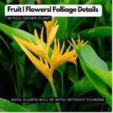 Parrot heliconia(Heliconia psittacorum) Live Plant (Home & Garden)