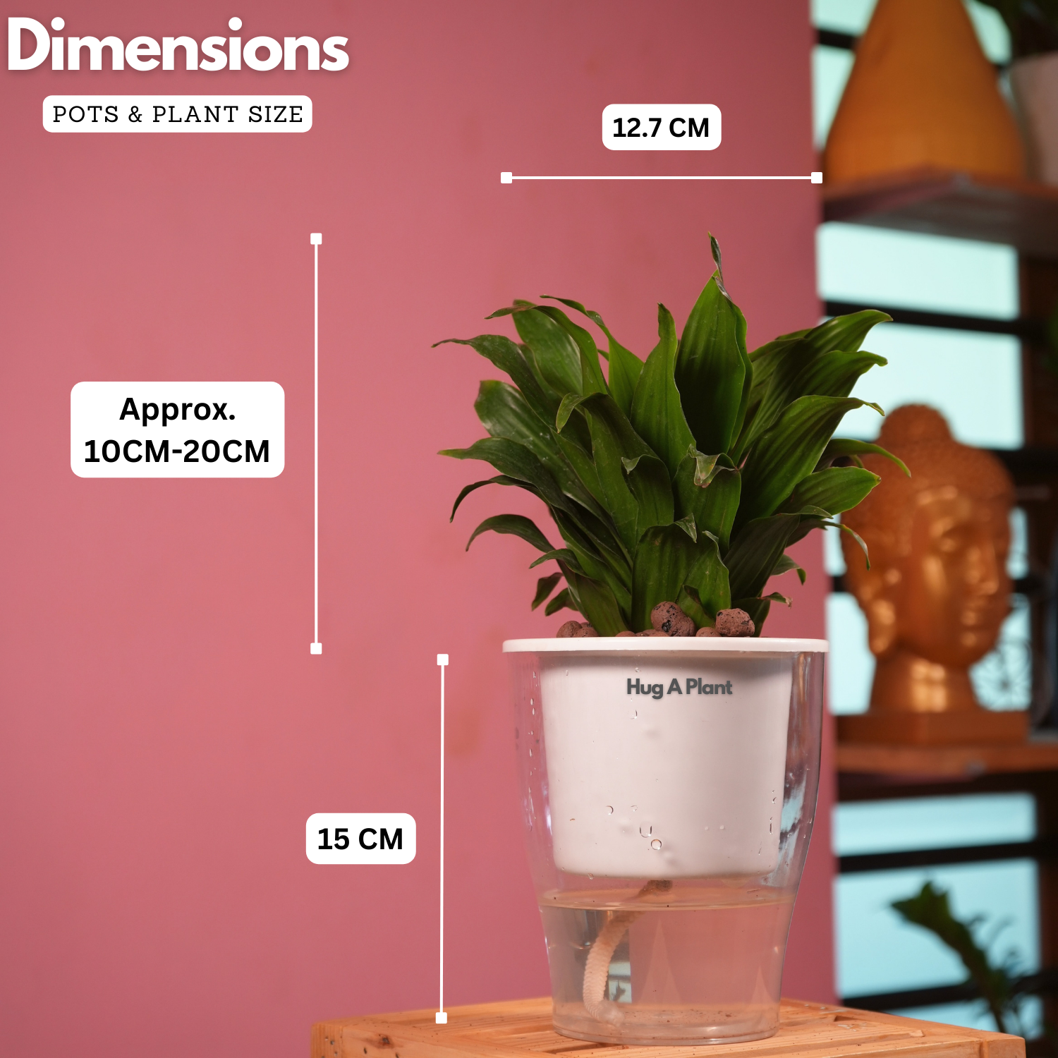 Dracaena Compacta - Live Plant (With 5 Inch Self-Watering Pot & Plant)