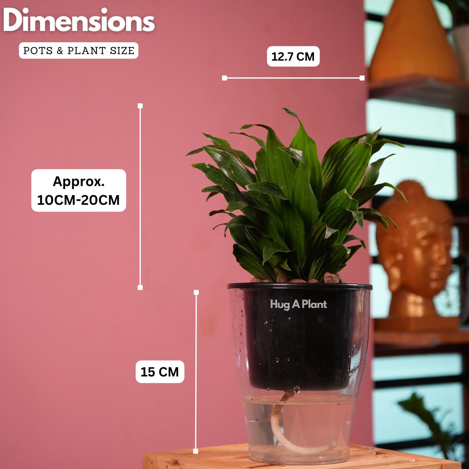 Dracaena Compacta - Live Plant (With 5 Inch Self-Watering Pot & Plant)