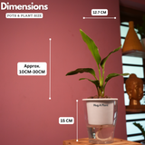 Bird Of Paradise (Strelitzia reginae)- Live Plant (With 5 Inch Self-Watering Pot & Plant)