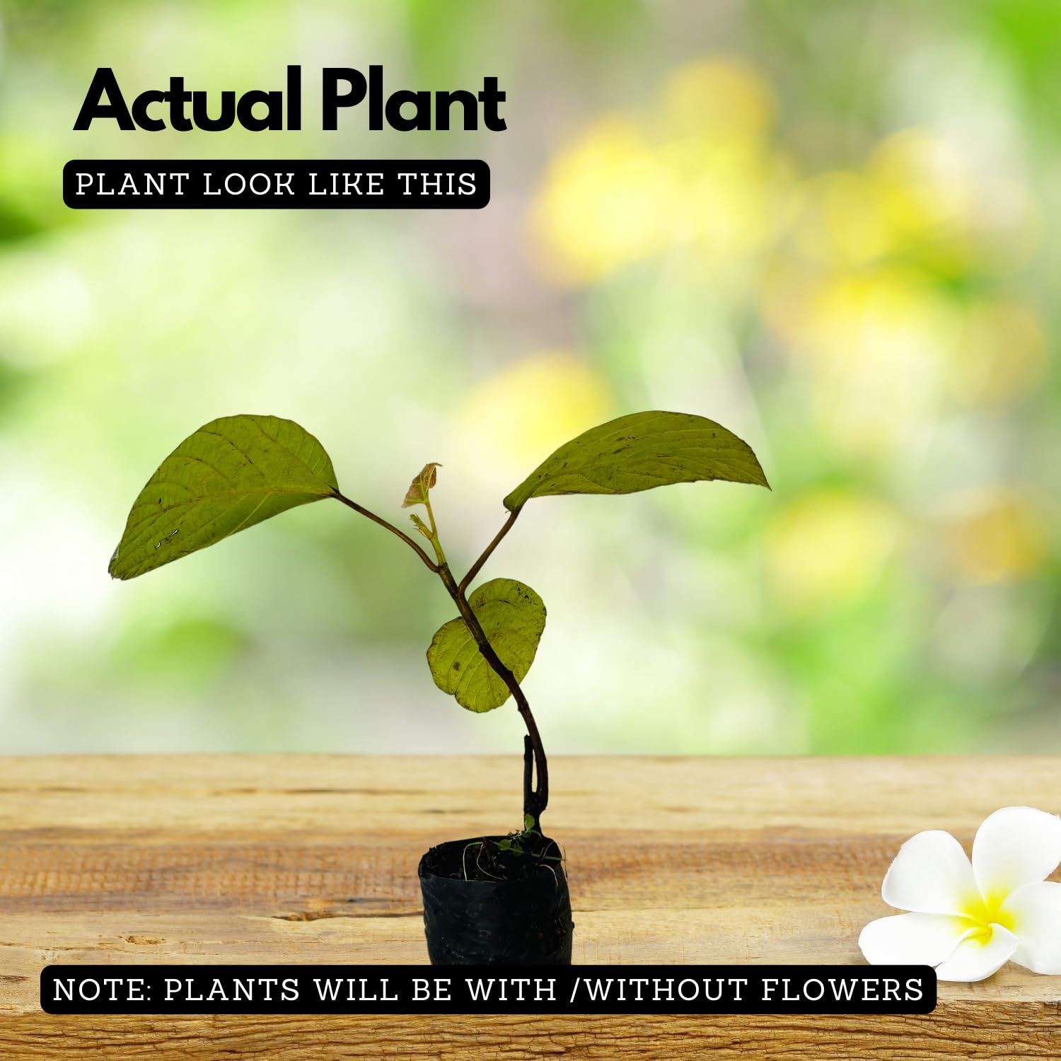 Thanal Athi / Roxburgh fig / Elephant Ear Fig / Shade Fig Live Plant (Home & Garden) Live Plant (Home & Garden)