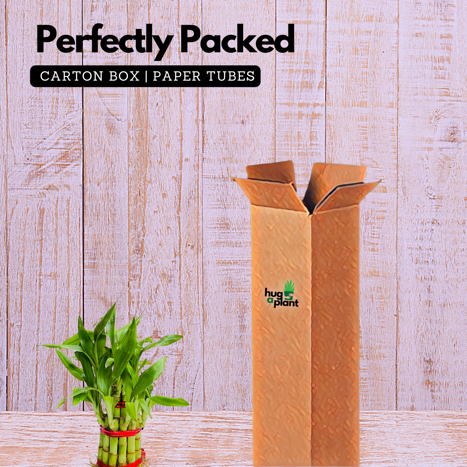 2 Layer Lucky Bamboo - Live Plant (Home & Garden)