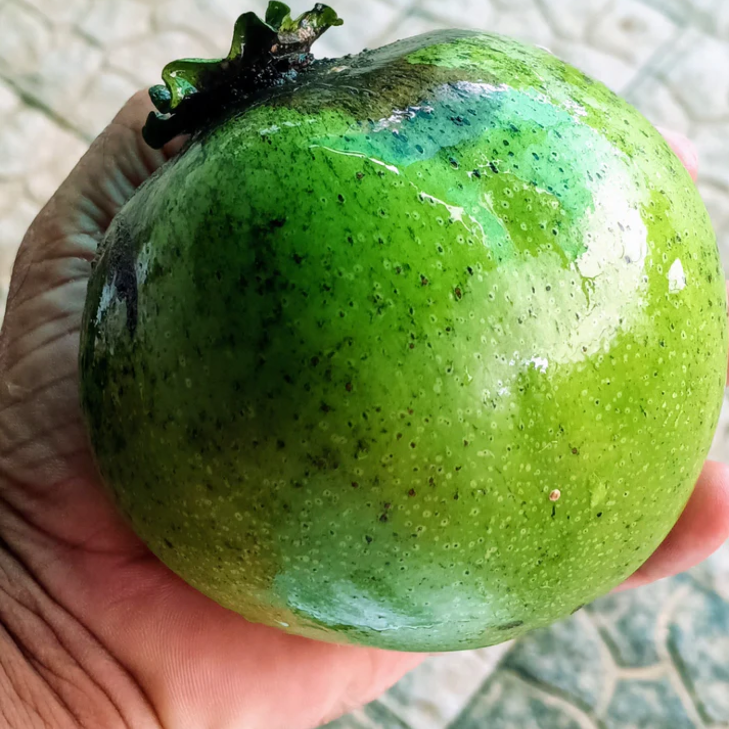 Black Sapote (Diospyros Nigra) Fruit Plant (Home & Garden Plants)