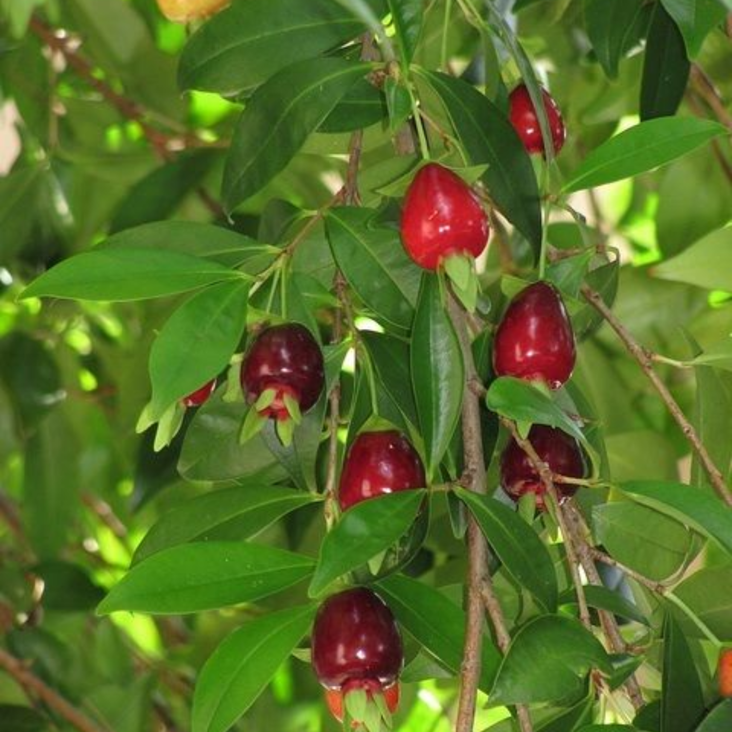 Cherry of De Rio Grande fruit (Eugenia Involucrata) Seedling Fruit Plant (Home & Garden Plants)