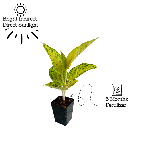 Aglaonema Lemon- Live Plant (Home & Garden)