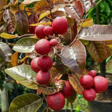 Ruby Longan (Dimocarpus longan) Grafted Fruit Plant (Home & Garden Plants)