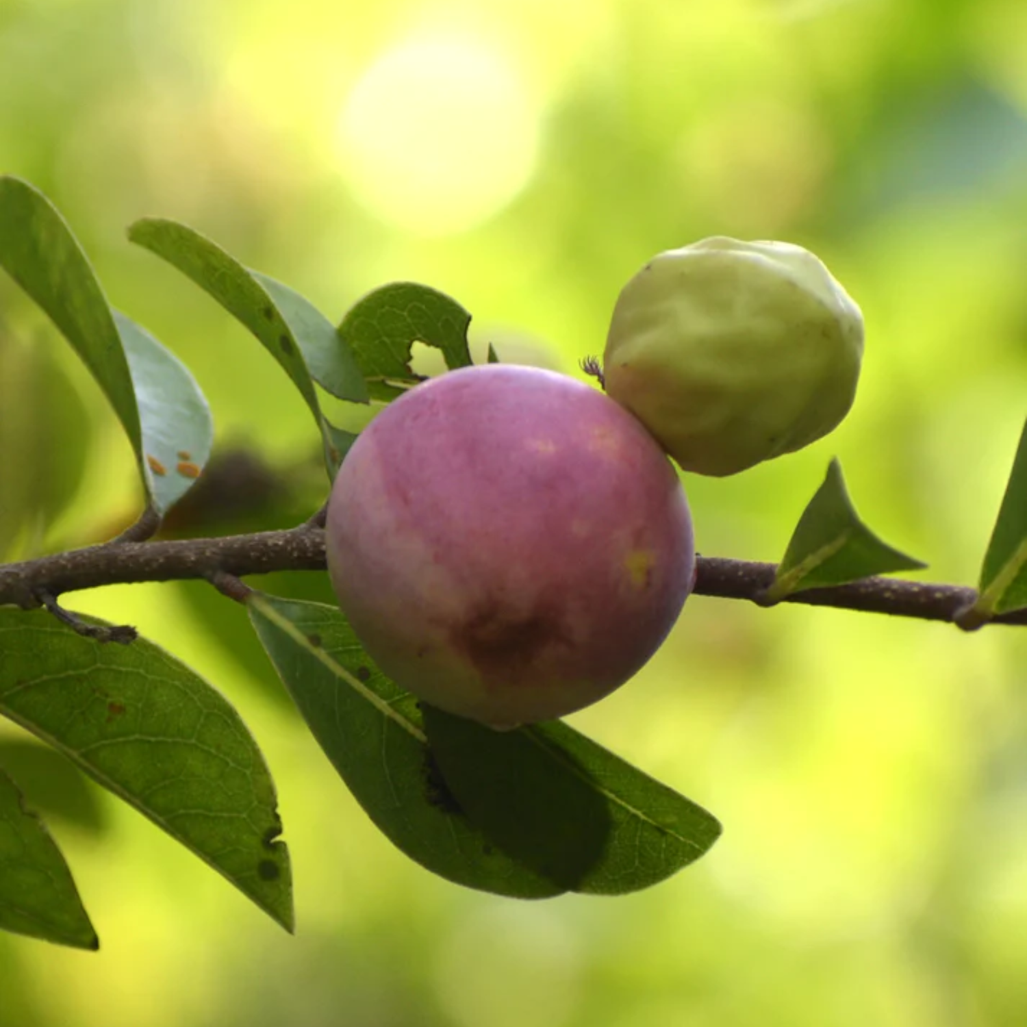 Cocoplum (Chrysobalanus Icaco) Fruit Plant (Home & Garden Plants)