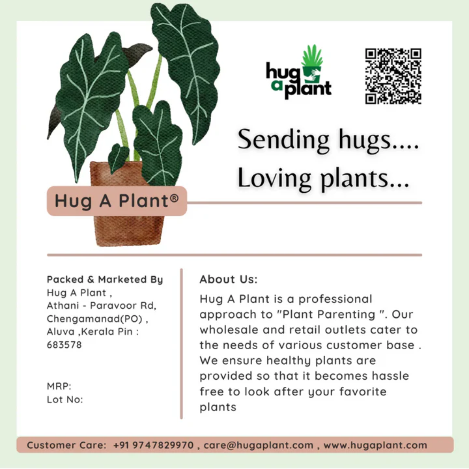 Cast Iron Plant (Aspidistra elatior) Live Plant (Home & Garden)