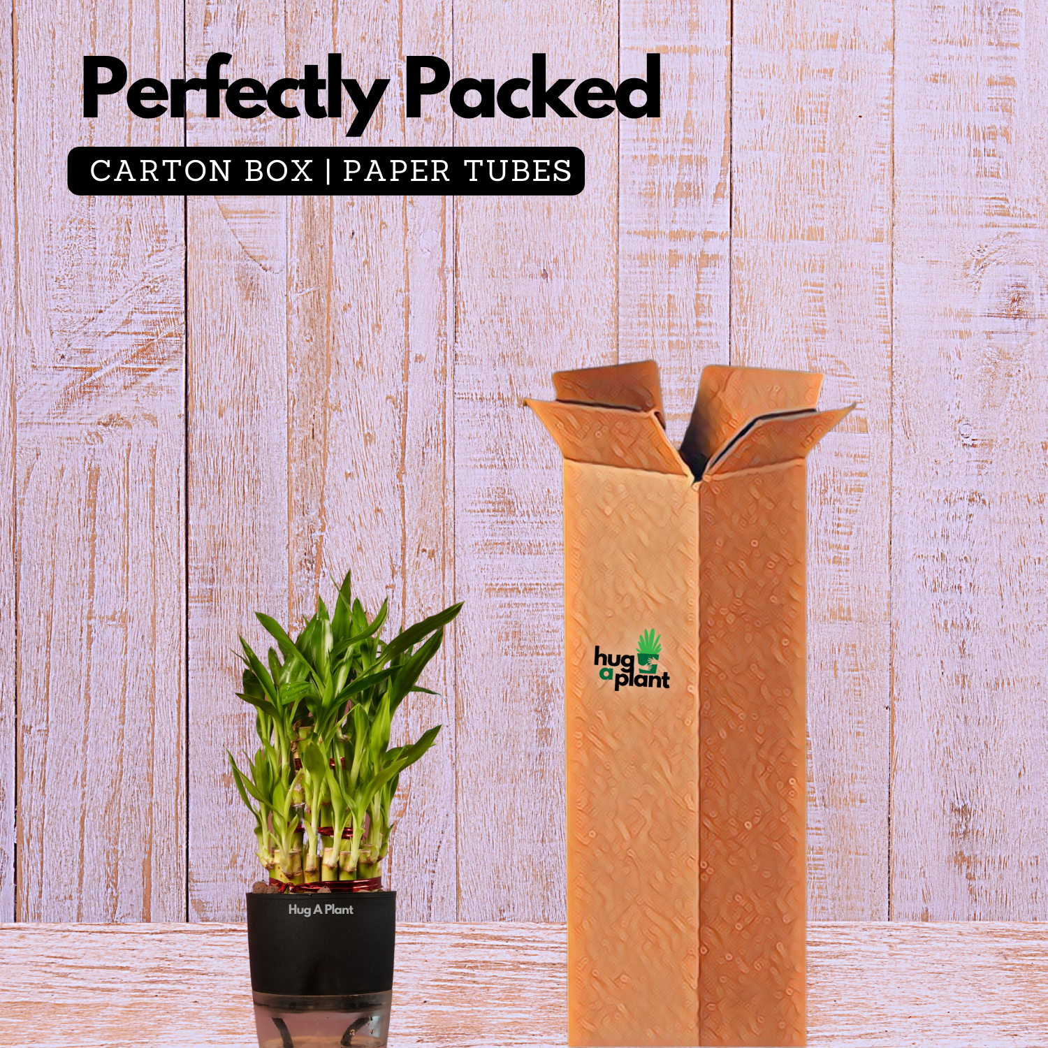 3 Layer Lucky Bamboo - Live Plant (With Self-Watering Pot & Plant)