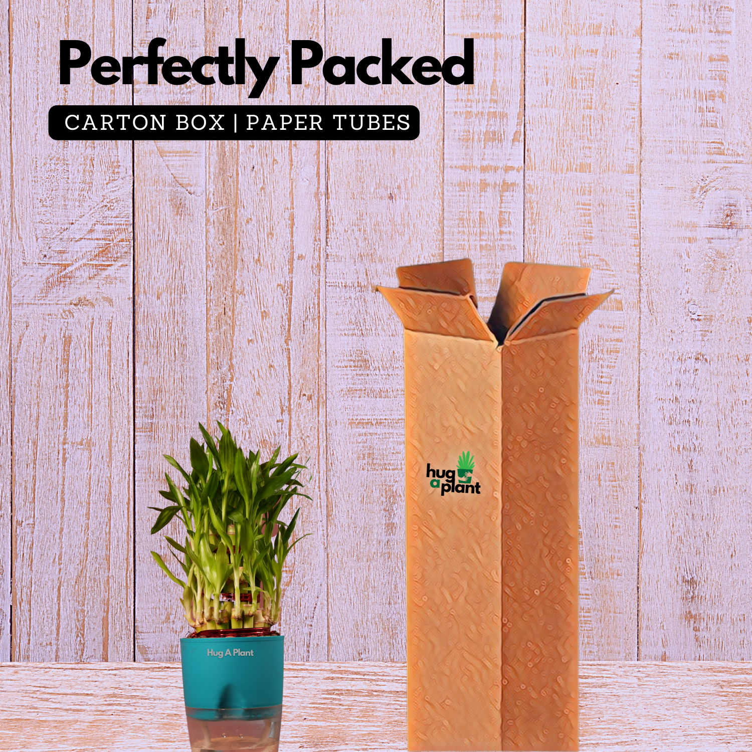 3 Layer Lucky Bamboo - Live Plant (With Self-Watering Pot & Plant)