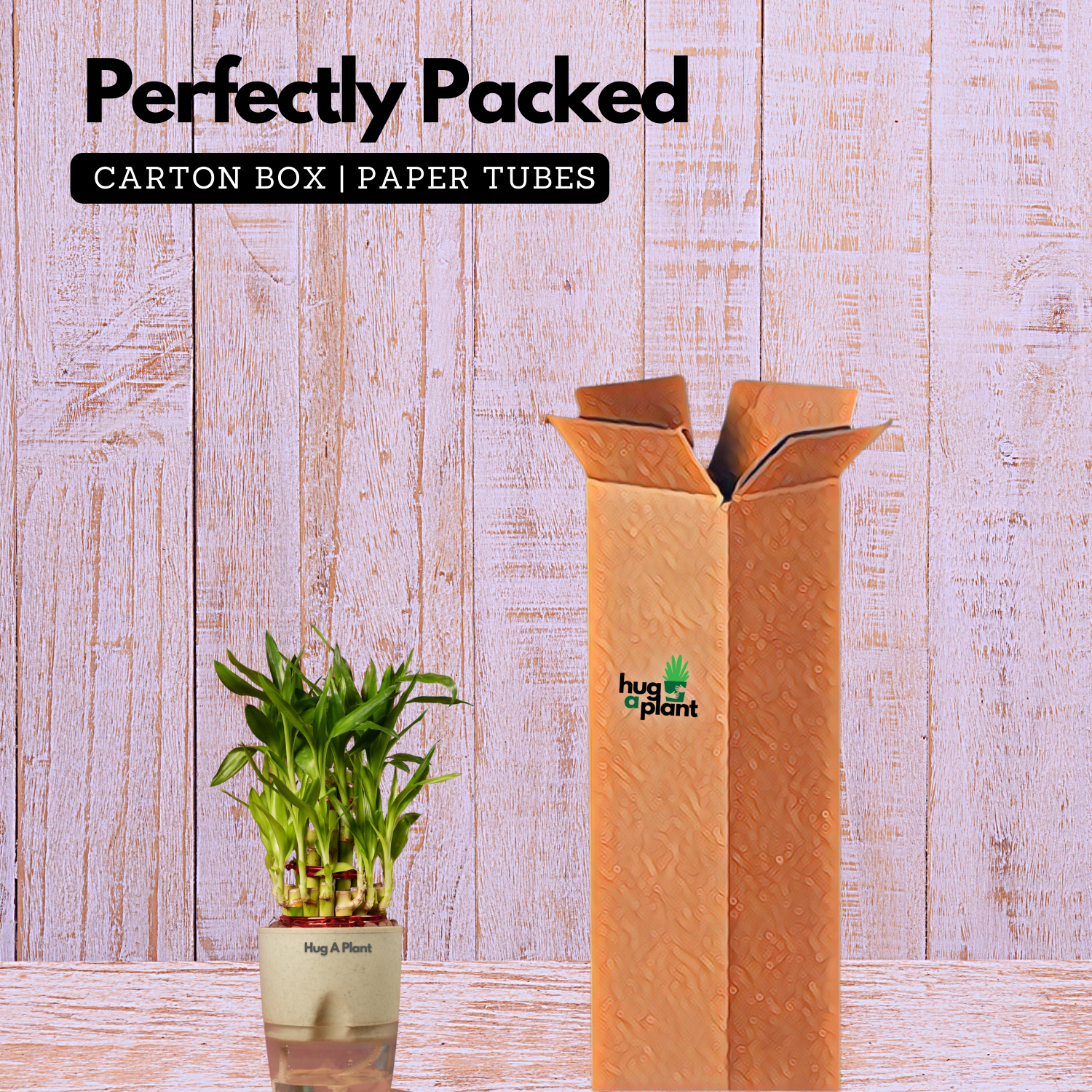 3 Layer Lucky Bamboo - Live Plant (With Self-Watering Pot & Plant)