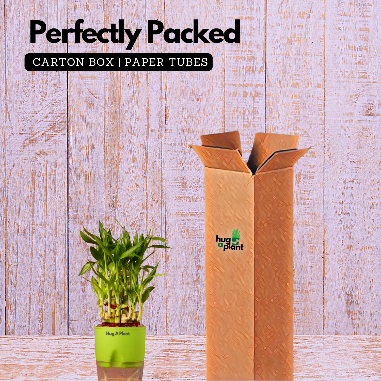 3 Layer Lucky Bamboo - Live Plant (With Self-Watering Pot & Plant)