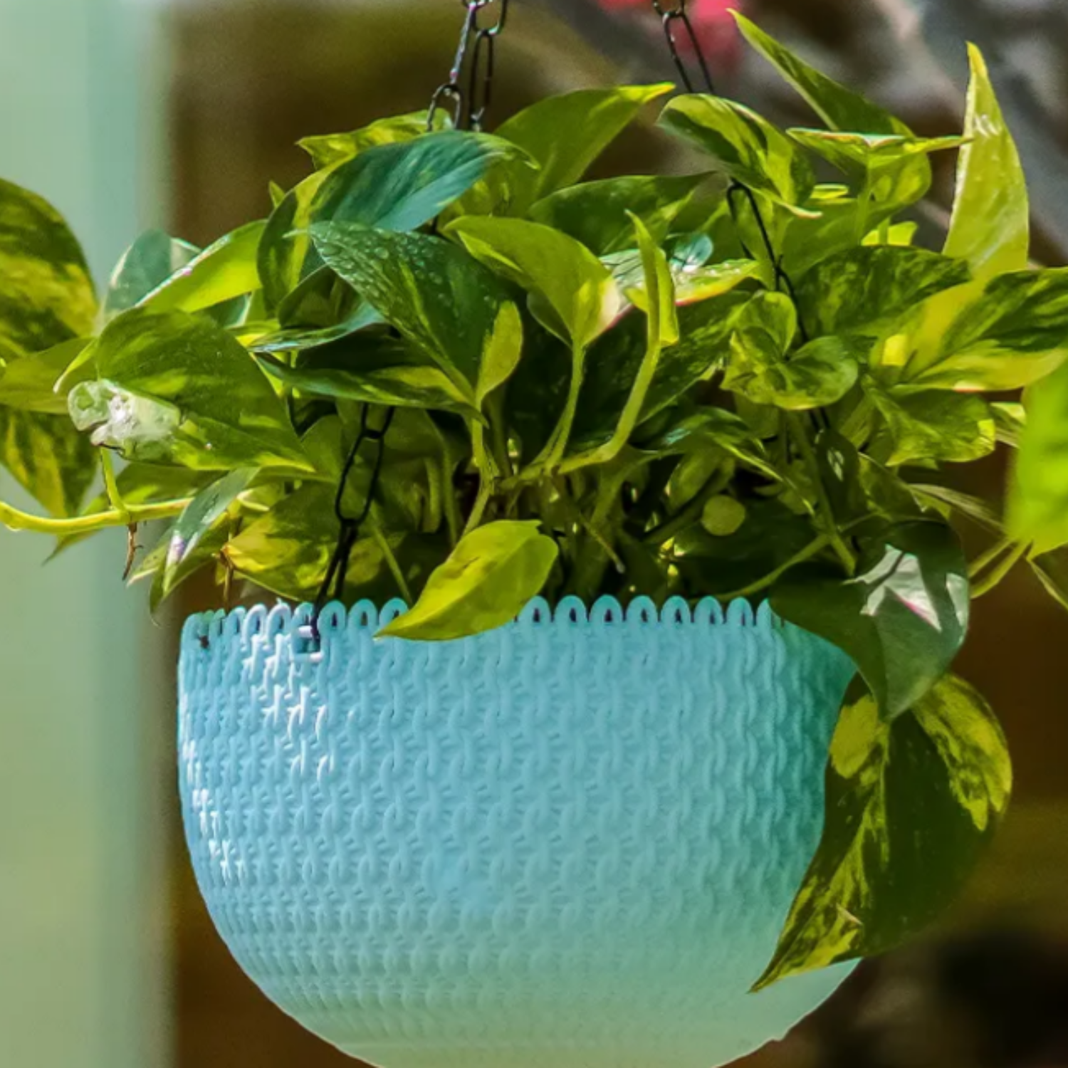 Capri 20cm Round Hanging Planter