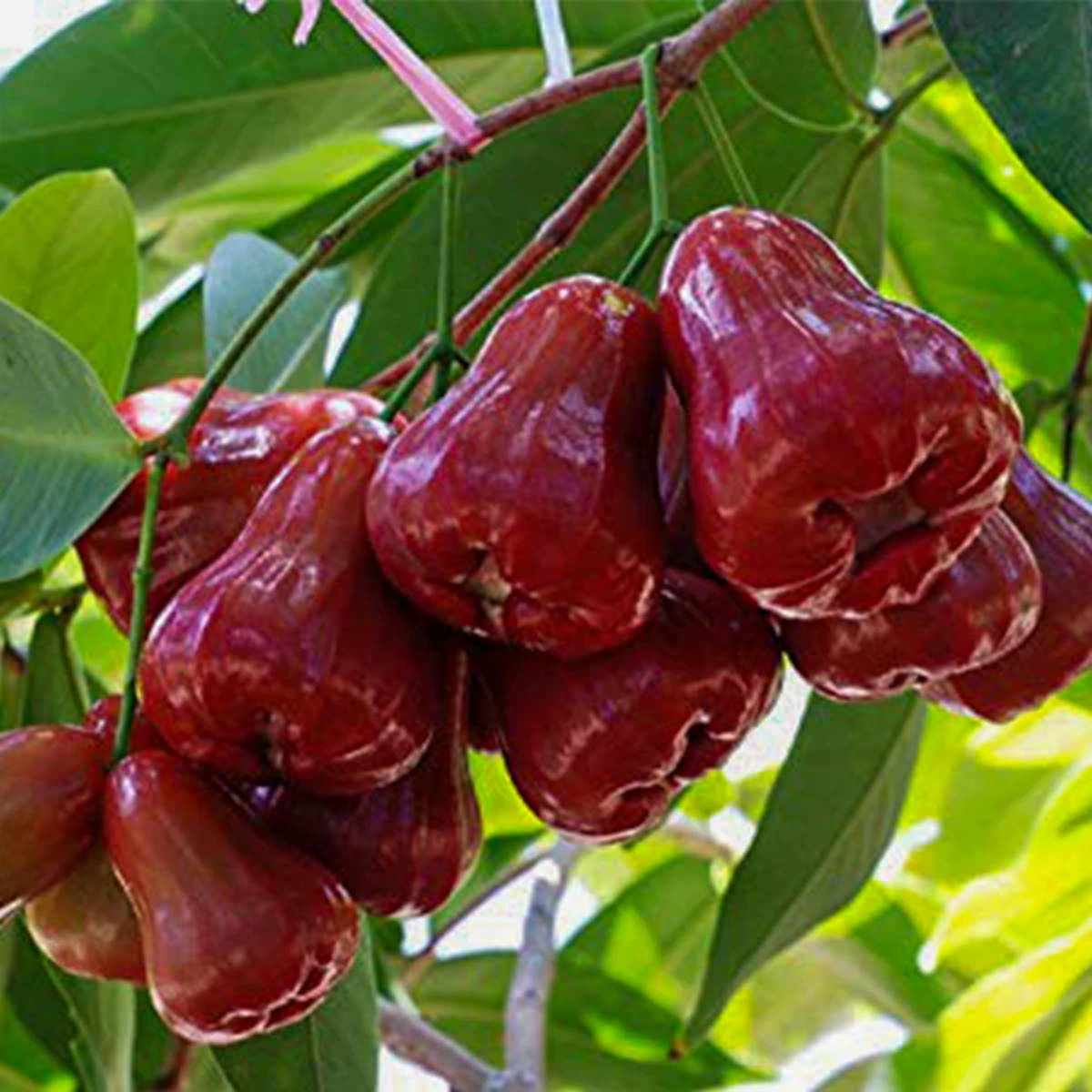 Bali Chamba Fruit (Syzygium Samarangense) Layered Fruit Plant (Home & Garden Plants)