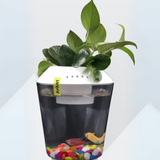 Hug A Plant | White Colour Beta Pot  for Aquarium(2.5 ltr)