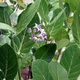 Birth Star : Sravana|Thiruvonam|Shrona (Plant: Erukku-Calotropis Procera|Calotropis Gigantea) (H&G)