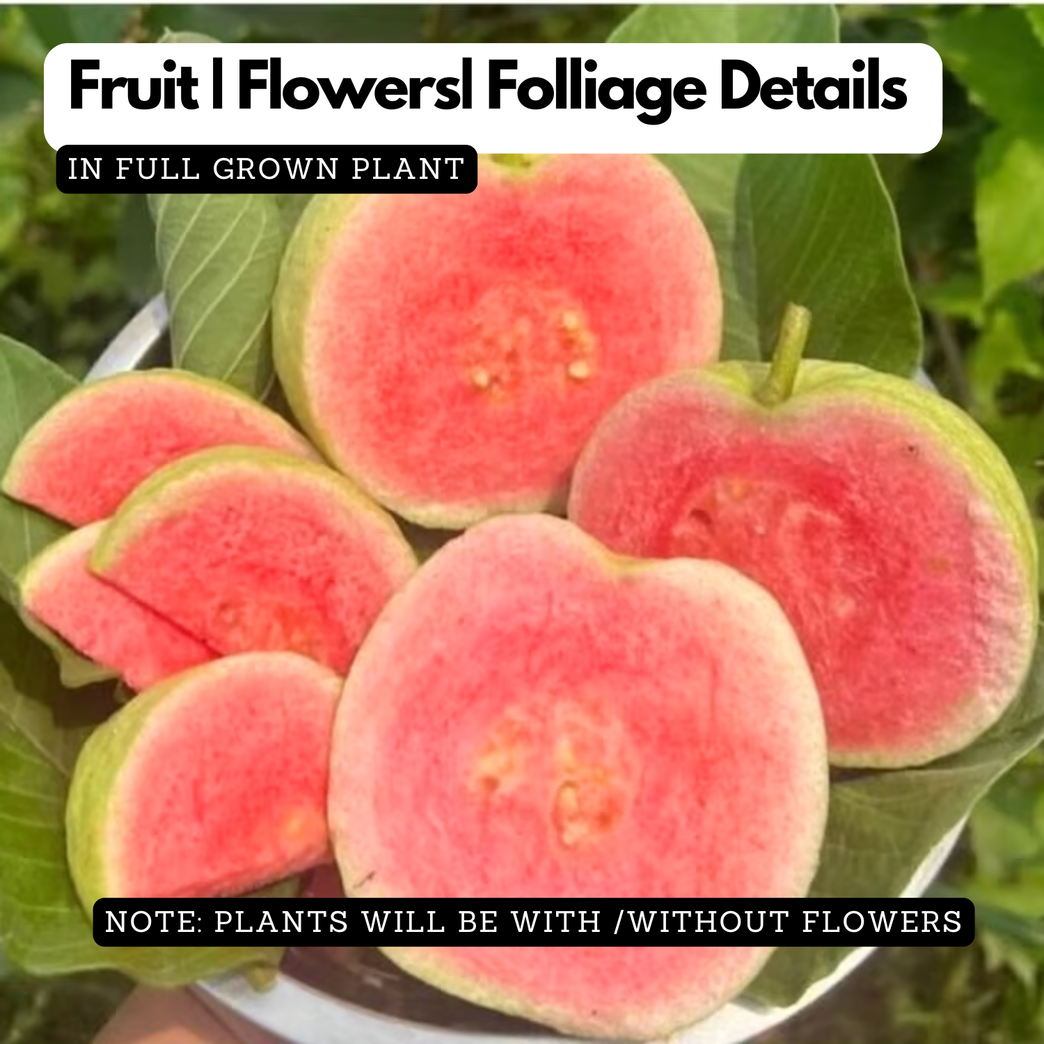 Red Gua(Psidium guajava) Fruit Live Plant (Home & Garden)