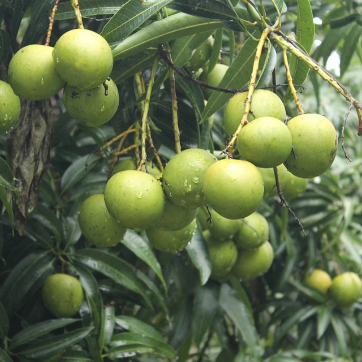 Chandrakaran Mango Plant (Mangifera indica)  Fruit Live Plant (Home & Garden)