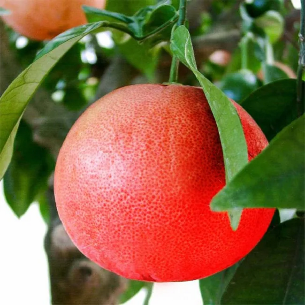 Red Babloos / Pomelo (Kambili narakam, Babloose) ( Citrus maxima ) Fruit Live Plant (Home & Garden)